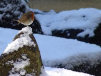 snowy-robin-1477026